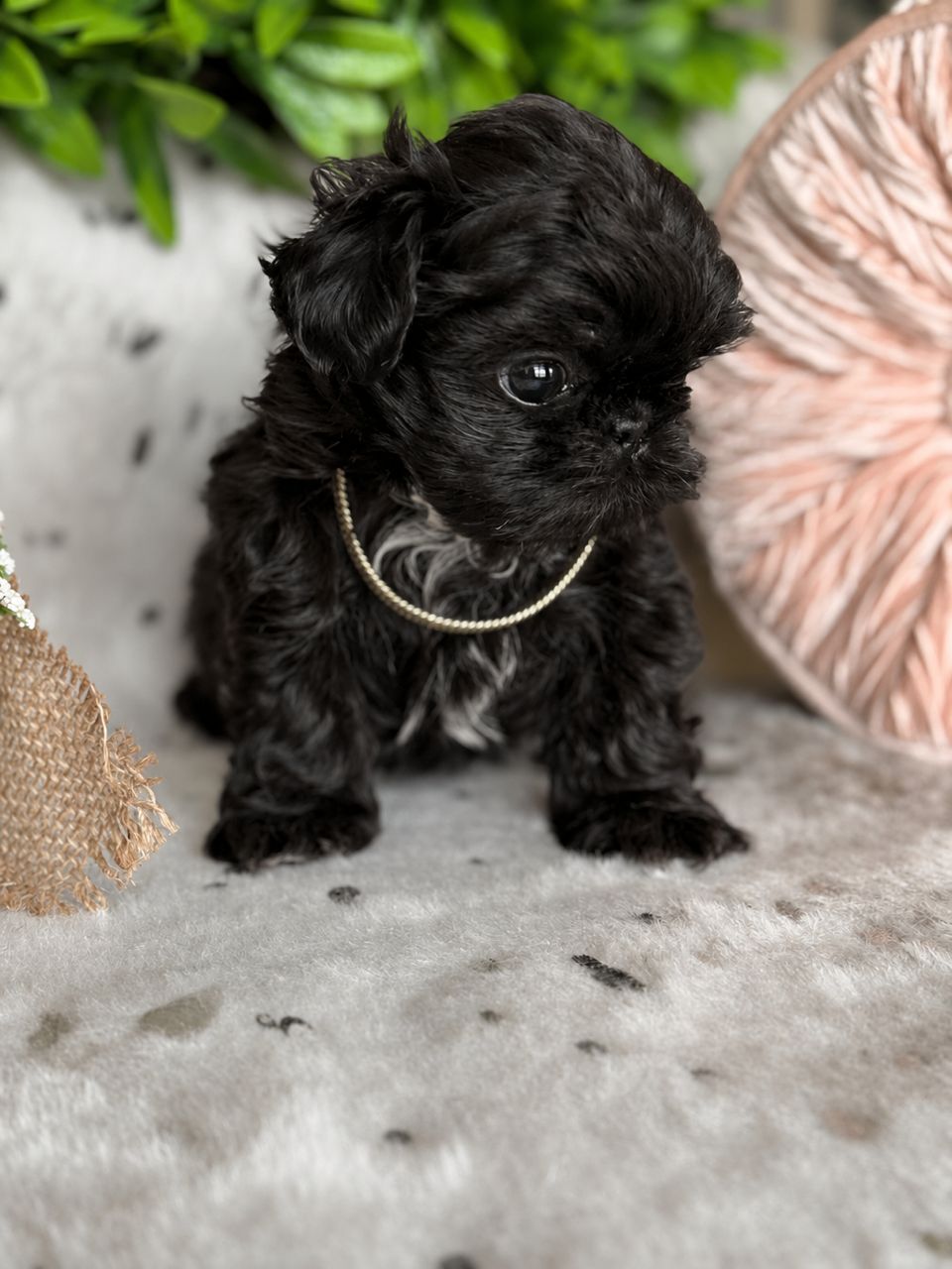 Bella