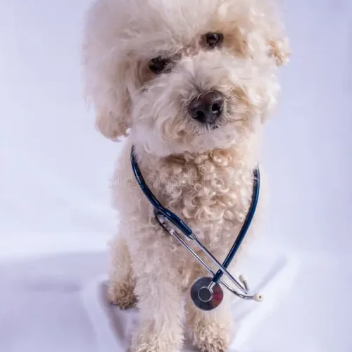 doctor-dog-cute-poodle-wearing-stethoscope-looking-camera-309917110